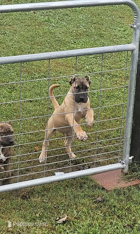 Male fawn – Bull Terrier, Perro de Presa Canario puppy for sale in Bridgeville, DE