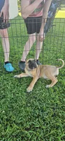 Scarlet, a female Bull Terrier and Perro de Presa Canario for sale in Bridgeville, DE – 2 of 3