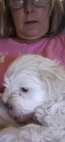 Troy 2, a male Miniature Schnauzer for sale in New Mexico, NM – 3 of 6