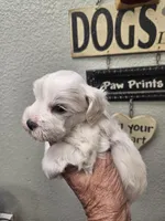 Troy 2, a male Miniature Schnauzer for sale in New Mexico, NM – 6 of 6