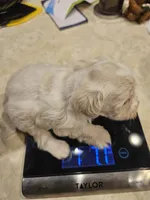 Troy 2, a male Miniature Schnauzer for sale in New Mexico, NM – 2 of 6