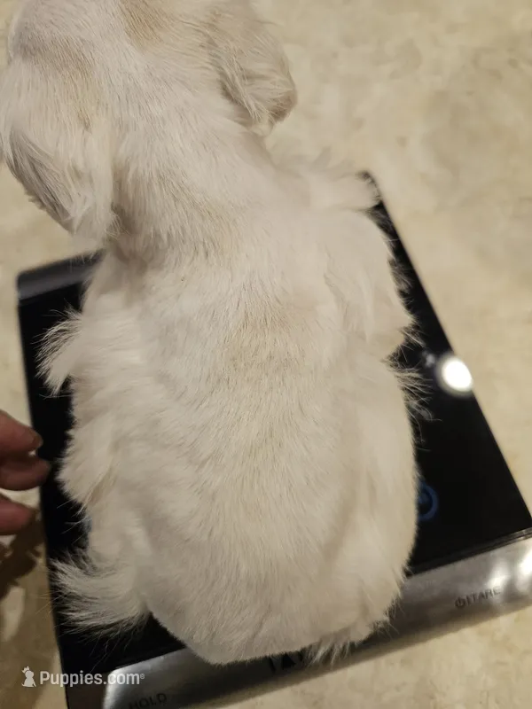 Troy 2, a male Miniature Schnauzer for sale in New Mexico, NM – 1 of 6