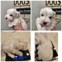 Troy 2, a male Miniature Schnauzer for sale in New Mexico, NM – 4 of 6