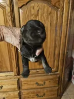 Girl 1 Malibu 2026, a female Miniature Schnauzer for sale in New Mexico, NM – 2 of 3