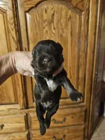 Girl 1 Malibu 2026, a female Miniature Schnauzer for sale in New Mexico, NM – 3 of 3