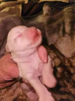 Troy, a male Miniature Schnauzer for sale in New Mexico, NM – Photo 5 of 10