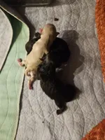 Troy, a male Miniature Schnauzer for sale in New Mexico, NM – Photo 4 of 10