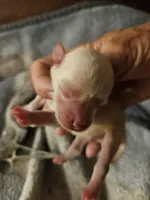 Troy, a male Miniature Schnauzer for sale in New Mexico, NM – Photo 10 of 10