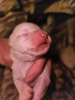 Troy, a male Miniature Schnauzer for sale in New Mexico, NM – Photo 7 of 10