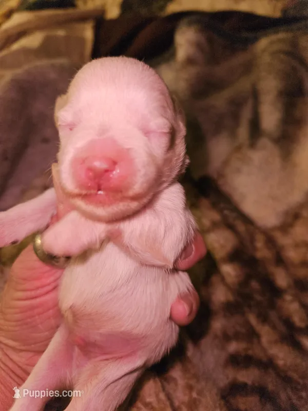 Troy – Miniature Schnauzer puppy for sale in New Mexico, NM