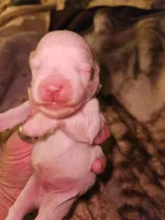 Troy, a male Miniature Schnauzer for sale in New Mexico, NM – Photo 1 of 10