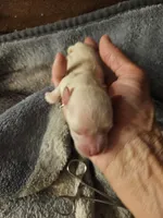 Troy, a male Miniature Schnauzer for sale in New Mexico, NM – Photo 6 of 10