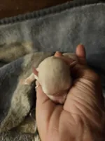 Troy, a male Miniature Schnauzer for sale in New Mexico, NM – Photo 2 of 10