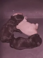 Troy, a male Miniature Schnauzer for sale in New Mexico, NM – Photo 8 of 10