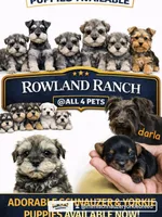 Troy, a male Miniature Schnauzer for sale in New Mexico, NM – Photo 3 of 10