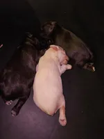 Troy, a male Miniature Schnauzer for sale in New Mexico, NM – Photo 9 of 10