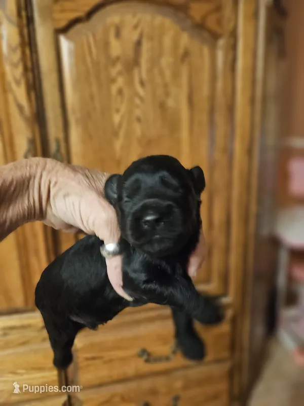Fred  – Miniature Schnauzer puppy for sale in New Mexico, NM