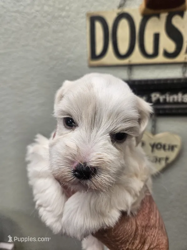 Darren , a male Miniature Schnauzer for sale in New Mexico, NM – 1 of 2