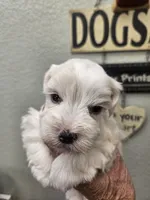 Darren , a male Miniature Schnauzer for sale in New Mexico, NM – 1 of 2