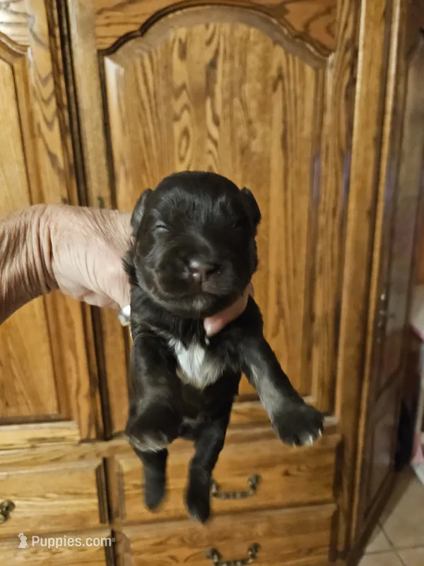 Girl 1 Malibu 2026 – Miniature Schnauzer puppy for sale in New Mexico, NM