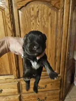 Girl 1 Malibu 2026, a female Miniature Schnauzer for sale in New Mexico, NM – 1 of 3
