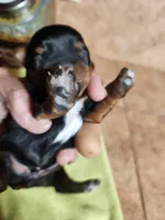 Henry, a male Yorkshire Terrier for sale in New Mexico, NM – Photo 6 of 10