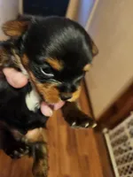 Henry, a male Yorkshire Terrier for sale in New Mexico, NM – Photo 2 of 10