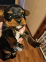 Henry, a male Yorkshire Terrier for sale in New Mexico, NM – Photo 10 of 10