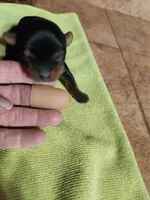 Henry, a male Yorkshire Terrier for sale in New Mexico, NM – Photo 8 of 10