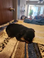 Henry, a male Yorkshire Terrier for sale in New Mexico, NM – Photo 4 of 10