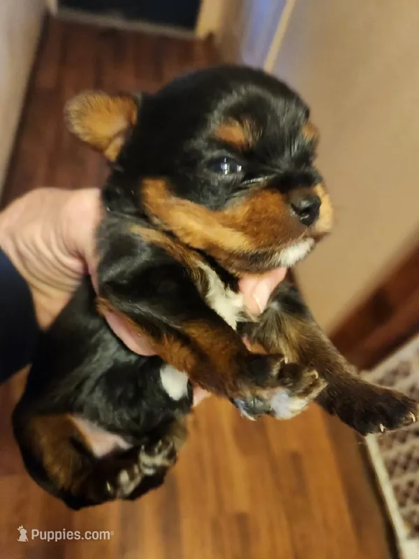 Henry – Yorkshire Terrier puppy on hold in New Mexico, NM