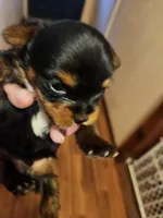 Henry, a male Yorkshire Terrier for sale in New Mexico, NM – Photo 5 of 10