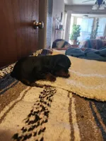 Henry, a male Yorkshire Terrier for sale in New Mexico, NM – Photo 7 of 10