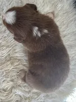 red tri male, a male Australian Shepherd for sale in Hindsville, AR – Photo 5 of 5