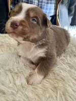 red tri male, a male Australian Shepherd for sale in Hindsville, AR – Photo 4 of 5