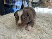 red tri male, a male Australian Shepherd for sale in Hindsville, AR – Photo 2 of 5