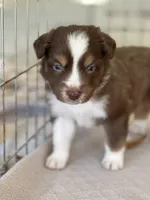 red tri male, a male Australian Shepherd for sale in Hindsville, AR – Photo 1 of 5
