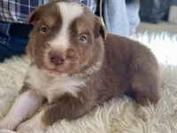 red tri male, a male Australian Shepherd for sale in Hindsville, AR – Photo 3 of 5