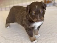 RED TRI MALE - MW, a male Australian Shepherd for sale in Hindsville, AR – Photo 1 of 5