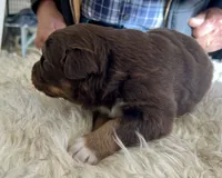 RED TRI MALE - MW, a male Australian Shepherd for sale in Hindsville, AR – Photo 2 of 5