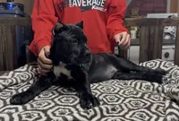 Green collar, a female Cane Corso for sale in Clewiston, FL – 4 of 8