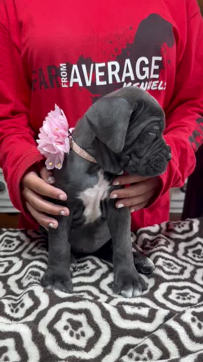 Gray Pink Collar (Ears cropped), a female Cane Corso for sale in Clewiston, FL – 3 of 3