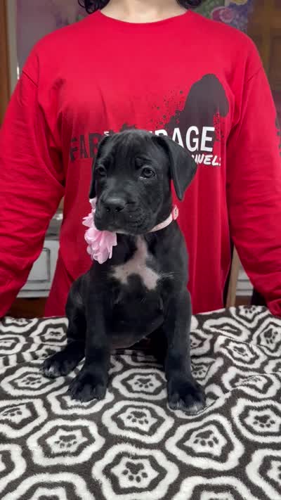 Black pink collar ears cropped , a female Cane Corso for sale in Clewiston, FL – 2 of 2