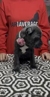 Adora, a female Cane Corso for sale in Clewiston, FL – 4 of 7
