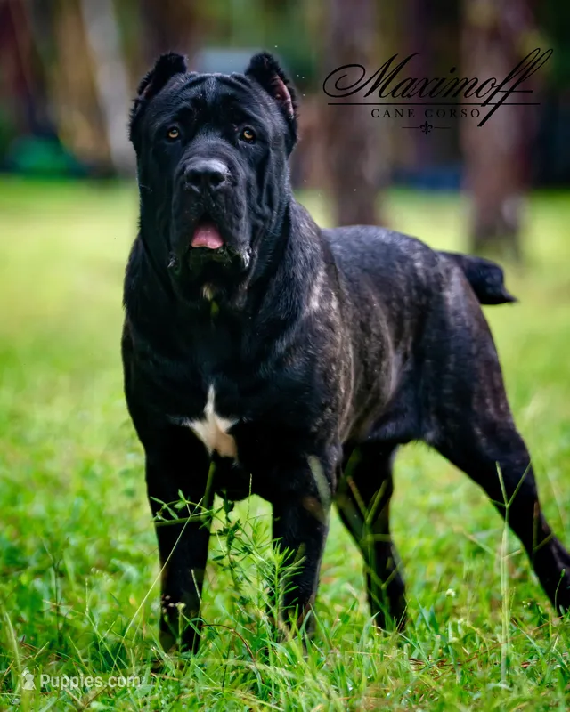 Puppies coming soon!!! – Cane Corso puppy for sale in Clewiston, FL