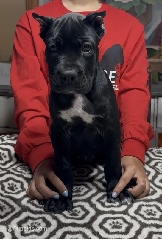 Black pink collar – Cane Corso puppy for sale in Clewiston, FL