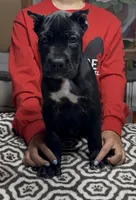 Black pink collar, a female Cane Corso for sale in Clewiston, FL – 1 of 5