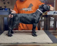 Pink collar , a female Cane Corso for sale in Clewiston, FL – 2 of 4