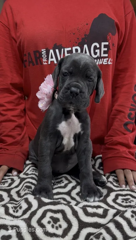Gray Pink Collar (Ears cropped) – Cane Corso puppy for sale in Clewiston, FL
