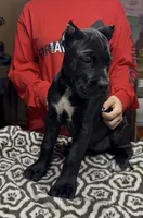 Green collar, a female Cane Corso for sale in Clewiston, FL – 5 of 8